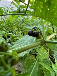 Image result for Solanum americanum