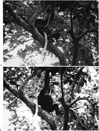 Image result for Uapaca sansibarica