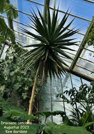 Image result for Dracaena camerooniana