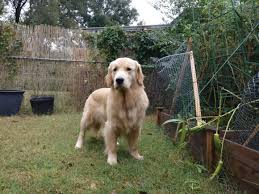 His No I Wasn T In The Garden Face Dogs Golden Retriever Golden Retriever Retriever