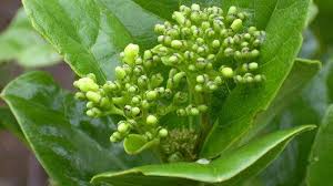 Image result for Premna velutina