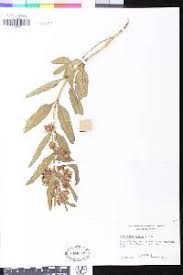 Image result for Pachycarpus firmus