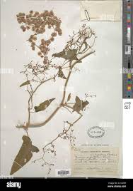 Image result for Rumex sagittatus