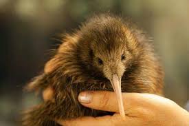Pin By Caydensparks On Cute Animals New Zealand Cute Birds Kiwi Bird