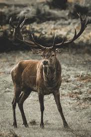 Red Deer Cervus Elaphus Red Deer Deer Animals