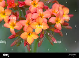 Image result for Kalanchoe velutina