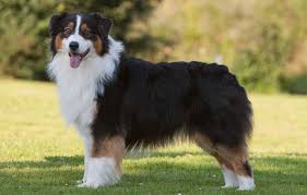 We did not find results for: Australian Shepherd Deckruden Australian Shepherd Ruden Australian Shepherd Zuchter Deckruden Aussies Welpen