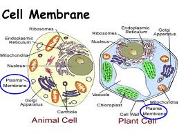 Check spelling or type a new query. Topic Cells Aim Describe The Different Cell Organelles And Their Functions Do Now Explain What Organisms Consist Of Hw Read P 39 Write A Paragraph Ppt Download