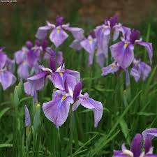 Top award for this class. Iris Ensata Japanese Flag Japanese Iris Japanese Water Iris Russian Iris Sword Leaved Iris North Carolina Extension Gardener Plant Toolbox