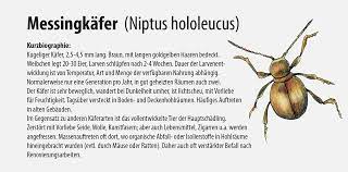 Die messingkäfer haben eine messingfarben. Aries Umweltprodukte Insektenbestimmung