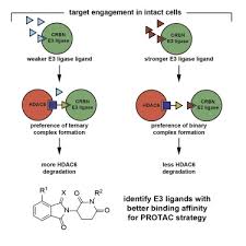Скит скит намбер ван чит. A Cell Based Target Engagement Assay For The Identification Of Cereblon E3 Ubiquitin Ligase Ligands And Their Application In Hdac6 Degraders Sciencedirect