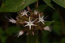 Image result for Virectaria major