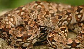 Dumeril S Boas Don T Need Much A Hide Water Bowl And A Clean Enclosure Of Course Adding Certain Accessories Can Help Reptile Snakes Boa Animals Beautiful