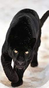 birresimkaydet saveanimage barissenduran resim kaydet save image picture beautiful nice guzel harika wonde panter hayvan duvar kagidi siyah jaguar