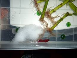 The Betta Fish Bubble Nest Info Pics More