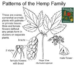 Image result for Cannabaceae