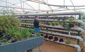 Aquaponic Farm In South Africa Aquaponic