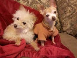 Valas and her entire office staff are knowlegable and compassionate,…. The Family Pet Hospital Laser And Wellness Center 300 Eliot St Ashland Ma Veterinarians Mapquest