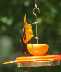 Diy baltimore oriole feeder this is made from one shower caddy, three pieces of the 19.05.2017 · placing your diy oriole feeder. Best Oriole Feeder For Nectar Jelly And Fruit