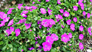 Ground cover plants cover the ground quickly, covering bare soil and suppressing weeds. 18 Low Maintenance Ground Covers For Any Type Of Yard This Old House
