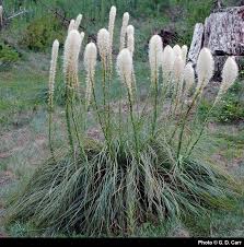 Image result for Xerophyta suaveolens