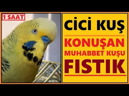 Muhabbet Kusu Konusturma Egzersizi Muhabbet Kusu Erkek Sesi Youtube