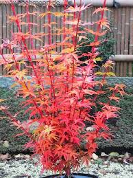 Acer Palmatum Herhaim Aceraceae Ahorn Japanische Ahornbaume Garten Pflanzen Kleine Gartenbaume