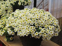 Image result for calibrachoa million bells