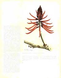 Image result for Erythrina livingstoniana
