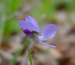 Image result for Viola abyssinica