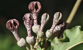 Image result for Ceropegia conrathii