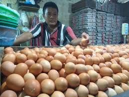 Jika dilihat, ada beberapa perbedaan ciri lain yang dapat ditemukan dantara telur ayam kampung dengan telur ayam ras Cara Pemerintah Turunkan Harga Telur Ayam