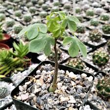 Image result for Adenia glauca