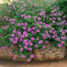 Image result for Lantana