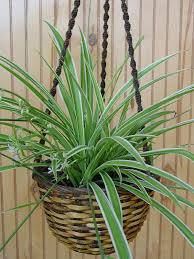 Image result for Chlorophytum galpinii