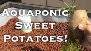 Growing Sweet Potato In Aquaponics Youtube