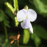 Image result for Psophocarpus scandens