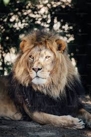 200+ Lion Pictures & Images | Download Free Images & Stock Photos on  Unsplash