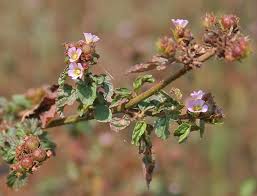 Image result for Melochia corchorifolia