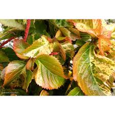 Image result for Acalypha ornata