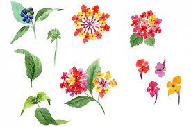 Red Lantana Watercolor Png 241253 Illustrations Design Bundles In 2021 Flower Line Drawings Lantana Illustration Design