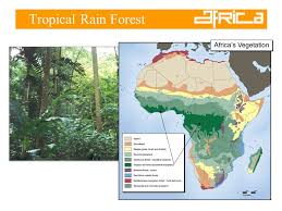 Vegetation map of africa and species selection tools & vecea :: African Vegetation Patterns Vegetation Zones The Majority Of Africa Lies Within The Tropics Wet Near The Equator Drier Moving North And South Ppt Download