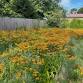 Plants: Native, Non-Native and Invasive Lecture