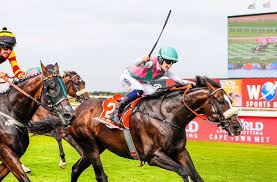 Career highlight for Danny Muscutt as he lands valuable Cape Town Met on  33-1 Double Superlative | Racing Post