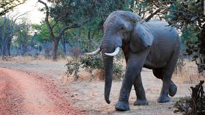 Given the vastness of the continent of africa. African Safari 8 Best National Parks To View Wildlife Cnn Travel