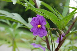 Image result for Solanum litoraneum