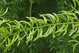 Image result for Asparagus radiatus