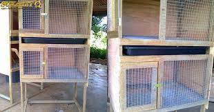 Apalagi kandang yang dibuat bukan sembarang kandang lho, karena jika sembarang ditakutkan ayam akan mudah terkena. Ukuran Ideal Kandang Ayam Bangkok Tentang Kolam Kandang Ternak Di 2021 Desain Kandang Ayam Kandang Ayam Desain
