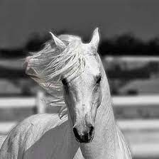 Diane C Doeann3 - Profile Pinterest