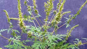 Although there is no causal link between migraine and allergies, health care spending for migraine treatment does increase during allergy seasons. Allergie Ragweed Eindammen Lebensart